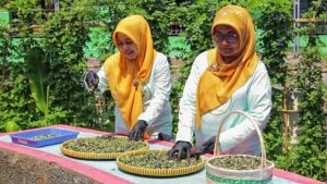 Cerita Poktan Bensor Semarang, Berkat "BRInita" Teh Herbal Jadi Produk Unggulan