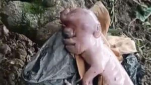 Geger, Babi Mirip Manusia Muncul di NTT