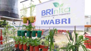 Bersama BRInita Warga Tuminting Ubah Lahan Timbunan Sampah Jadi Lahan Urban Farming Bersama BRInita Warga Tuminting Ubah Lahan Timbunan Sampah Jadi Lahan Urban Farming