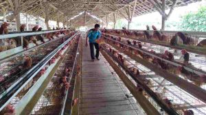 Awalnya Terhimpit Pandemi Kini Klaster Usaha Ini Berkembang Berkat Program BRI KlasterkuHidupku