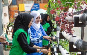 Berkat Program BRInita, Kelompok PKK Rawa Barat Sukses Budidaya Hidroponik dan Ikan Nila