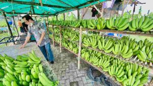 Cerita Klaster Pisang Cavendish di Pasuruan, dari Lahan Non Produktif Kini Jadi Lahan Usaha yang Terus Berkembang