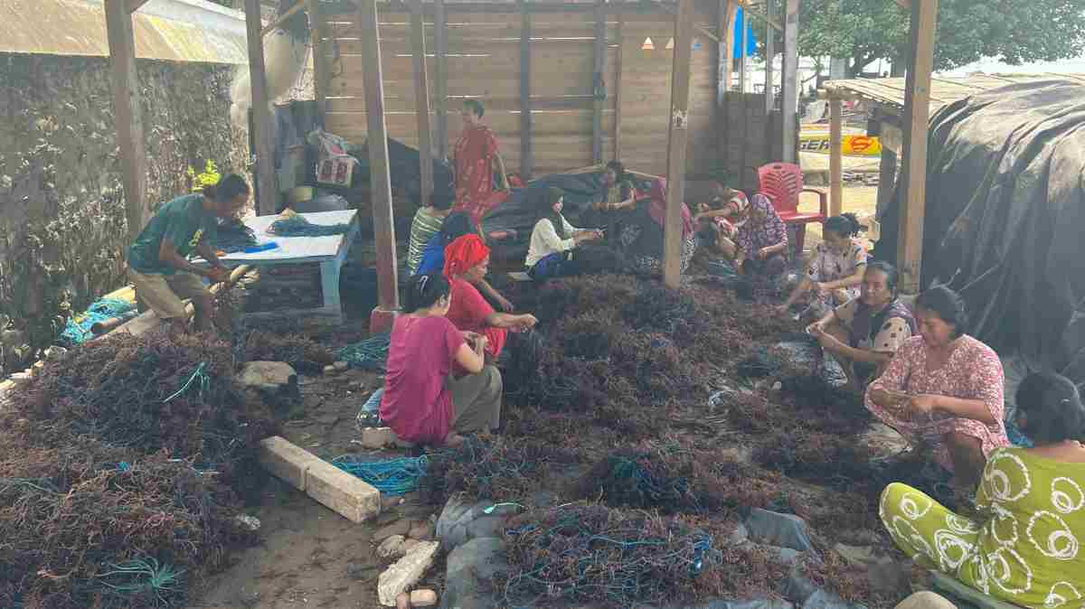 Klaster Usaha Rumput Laut Kampung Pogo, UMKM Binaan BRI yang Dorong Perekonomian Nelayan Pesisir Sulawesi Selatan