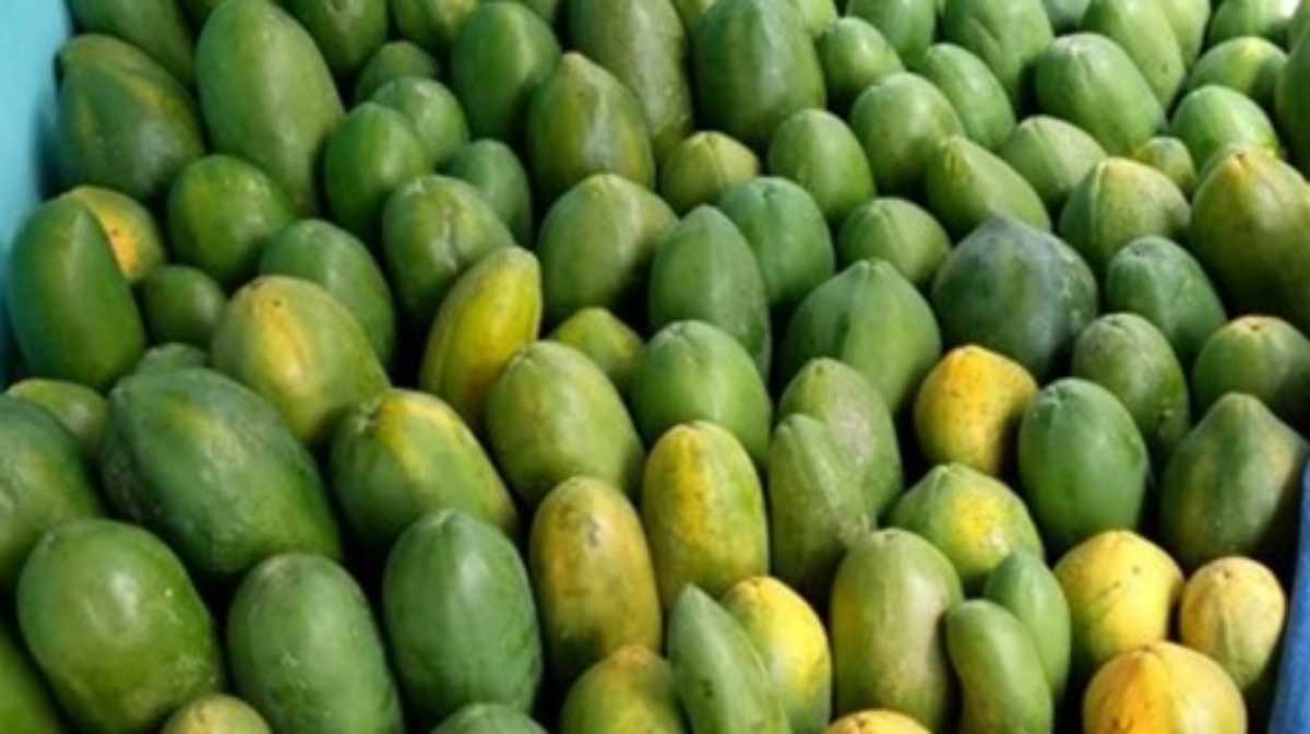 Kisah Petani Pepaya Raup Omzet Rp36 Juta Per Bulan Berkat Pinjaman Ultra Mikro BRI