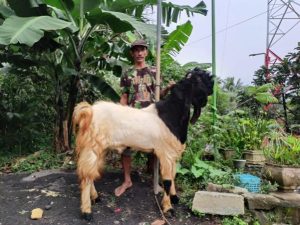 Peternak Kambing Ini Banjir Pembeli Dari Berbagai Daerah, Sukses Kembangkan Usaha Berkat Pemberdayaan BRI
