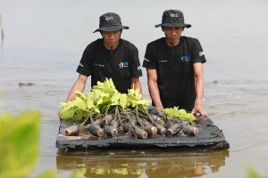 BRI upaya nyata lahan kritis Upaya Nyata Menyelamatkan Lahan Kritis Akibat Abrasi, BRI Salurkan Ribuan Bibit Mangrove Kelompok Tani di Muaragembong