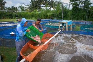 IMG-20241213-WA0018 Lewat Pembiayaan dan Pemberdayaan, BRI Sukseskan Program Makan Bergizi Gratis